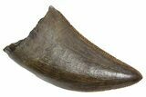 Serrated, Tyrannosaur (Nanotyrannus) Tooth - Montana #350413-1